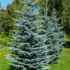 Smrek štetinatý - Picea asperata - semená - 8 ks