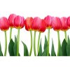 DIMEX | Vliesové fototapety na stenu Tulipány MS-5-0126 | 375 x 250 cm | zelená, červená, biela + Vliesová fototapeta na stenu DIMEX Tulipány MS50126 v rozmere 375 x 250 cm