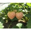 Jahodník bílé barvy 'Ananas' 5 ks poloraný