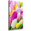 Vertikálny foto obraz na plátne Farebné tulipány 50x100 cm