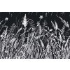 Dimex fototapeta Čierna tráva XL-331 | 330 x 220 cm (Vliesová fototapeta | lepidlo zdarma)