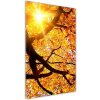 Vertikálny foto obraz sklenený Jesenný strom 50x100 cm