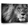 Sablio Obraz Lev 2 - 60x40 cm