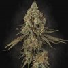 Paradise Seeds Tangerine Sorbet semena neobsahují THC 5 ks