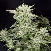 Elev8 Seeds - Sherbet S1 3 ks - Semená neobsahujú THC
