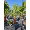 Washingtonia filibusta s hladkým kmeňom s výškou kmeňa 50 cm v celkovej výške 240 cm