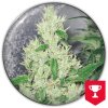Medical Seeds Co. - Y Griega 3 ks - Semená neobsahujú THC
