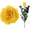 Stabilizovaná ruža - žltá (Voľné balenie , Safron yellow)