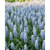 Modrica 'Muscari Valerie Finnis' 10 ks