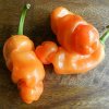 Chilli Peter Orange - Capsicum annuum - semená - 5 ks
