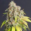 PowerStrains - Lemon Haze Original 5 ks - Semená neobsahujú THC.