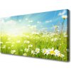 Obraz na plátne Lúka sedmokrásky príroda 100x50 cm