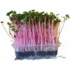 Microgreens Reďkovka ružová, vanička MyGreenBox