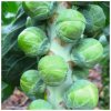 BIO Kel ružičkový Neptuno F1 - Brassica oleracea - semená kelu - 20 ks