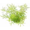 Dennerle Ludwigia arcuata In-Vitro