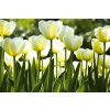 Dimex fototapeta Biele tulipány XL-440 | 330 x 220 cm (Vliesová fototapeta | lepidlo zdarma)