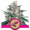 Honey Cream (Fast Flowering) - Royal Queen Balenie: 10ks