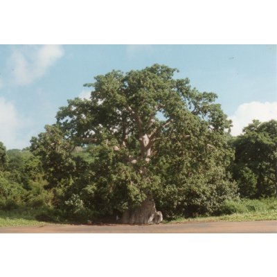 Salvia Paradise Baobab prášok 100 g