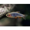 Aquascaperi Razbora Barmská - Danio erythromicron