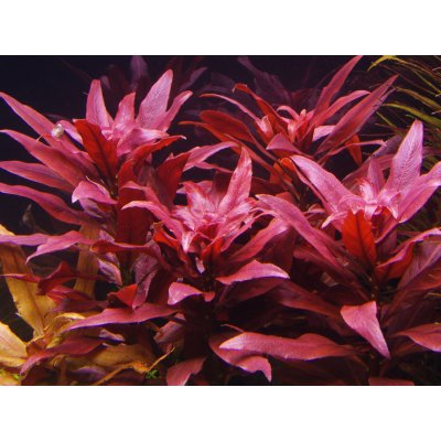 Ludwigia peruensis