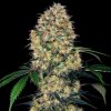 Sensi Seeds Sensi Amnesia XXL Automatic semena neobsahují THC 10 ks