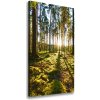 Vertikálny foto obraz na plátne do obývačky Sosnová les 50x100 cm
