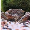 Krab Mekong - Siamthelphusa sp.