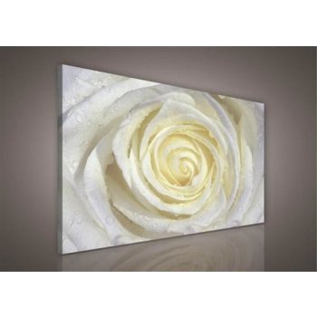 Obraz na plátne, rozmer 100 x 75 cm, bilea ruža, IMPOL TRADE PP206O1