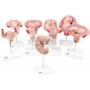 Séria tehotenstva, 9 modelov (Anatomické modely)
