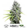 Dutch Passion CBD Skunk Haze® neobsahuje THC 3 ks