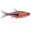 Aquascaperi Razbora Espeho - Rasbora espei