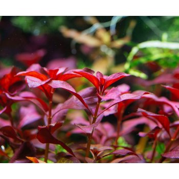 Ludwigia sp. Mini Super Red