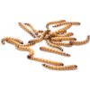Zophobas morio 2,5-3,5 cm 50 ml