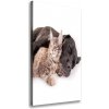 Vertikálny foto obraz na plátne do obývačky Pes a mačka 50x100 cm