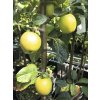 Jabloň stĺpovitá BIO FloraSelf Bio Malus domestica 'Golden Gate' 130-150 cm kvetináč 7,5 l