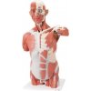 Svaly trupu v životnej veľkosti, 27 častí (Anatomické modely)