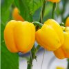 Paprika Snack Yellow - Capsicum annuum - semená - 6 ks