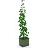 Gusta Garden Curt Cucumber samozavlažovací kvetináč, zelený GG-143C10