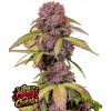 Fast Buds Cannabis Seeds Lemon Cherry Cookies Auto 1 ks