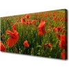 Obraz Canvas Maky rastlina príroda 100x50 cm