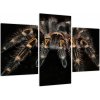Obraz - Tarantula (Obraz 90x60cm)