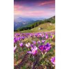 DIMEX fototapeta Krokusy na jar MS-2-0064 - 150 x 250 cm (150g VLIES - LEPIDLO ZADARMO)