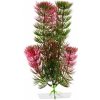 JK Animals Red Anacharis 13-16 cm