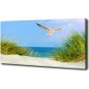 Foto obraz na plátne Meva na pláži 100x50 cm