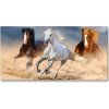 Foto obraz fotografie na skle Kone na púšti 100x50 cm