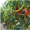 Paprika kozí roh Beros - Capsicum annuum - semená chilli - 15 ks