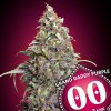 00 Seeds Bank - Grand Daddy Purple 5 ks - Semená neobsahujú THC