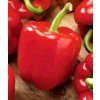 Semená POLAN paprika na pestovanie v pôde červená Gloria 0,5 g