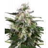 Sensi Seeds Cannabis Seeds White Skunk Automatic Feminizované od White Label, 3-10 ks 10 ks