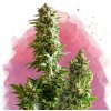 Nirvana - Master Kush 10 ks - Semená neobsahujú THC